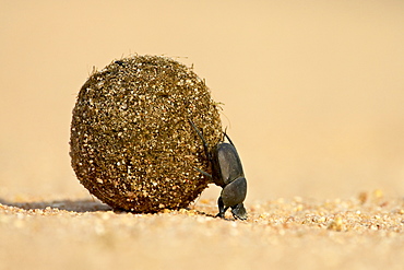 Dung beetle pushing a ball of dung, Masai Mara National Reserve, Kenya, East Africa, Africa