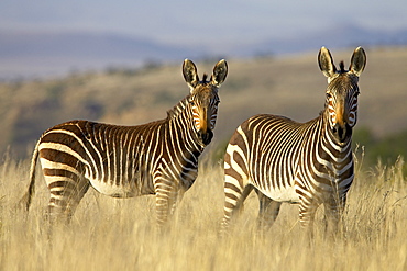 Cape Mountain zebra (Equus zebra zebra), Mountain Zebra National Park, South Africa, Africa