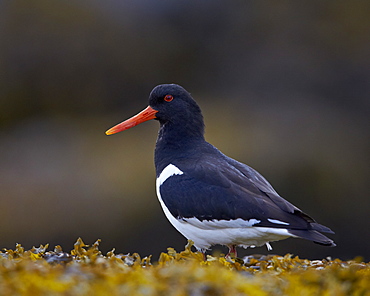 Eurasian Oystercatcher (Common Pied Oystercatcher) (Haematopus ostralegus), Iceland, Polar Regions 