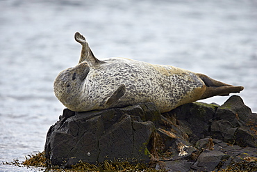 Harbor Seal (Common Seal) (Phoca vitulina) stretching, Iceland, Polar Regions 