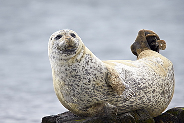 Harbor Seal (Common Seal) (Phoca vitulina), Iceland, Polar Regions 