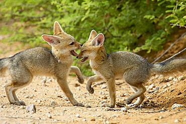 Cape fox (Vulpes chama) pups playing, Kgalagadi Transfrontier Park, encompassing the former Kalahari Gemsbok National Park, South Africa, Africa