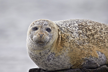 Harbor Seal (Common Seal) (Phoca vitulina), Iceland, Polar Regions 