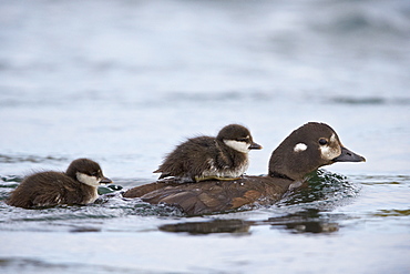 Harlequin Duck (Histrionicus histrionicus) duckling riding on its mother's back, Lake Myvatn, Iceland, Polar Regions 