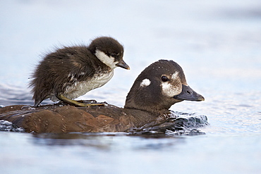 Harlequin Duck (Histrionicus histrionicus) duckling riding on its mother's back, Lake Myvatn, Iceland, Polar Regions 