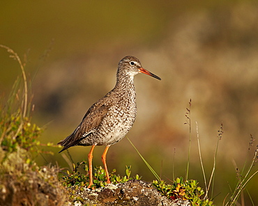 Common Redshank (Redshank) (Tringa totanus), Lake Myvatn, Iceland, Polar Regions 