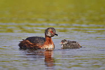 Horned Grebe (Podiceps auritus) female and chick, Lake Myvatn, Iceland, Polar Regions 