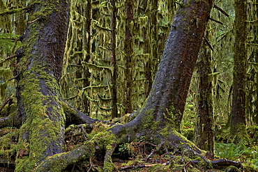 Moss-covered tree trunks in the rainforest, Olympic National Park, UNESCO World Heritage Site, Washington, United States of America, North America 