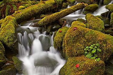 Cascades through moss-covered boulders, Olympic National Park, UNESCO World Heritage Site, Washington, United States of America, North America 