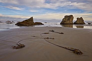 Bull kelp seaweed, Bandon Beach, Oregon, United States of America, North America