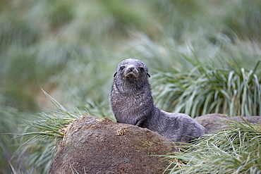 Antarctic fur seal (Arctocephalus gazella) or South Georgia fur seal (Arctocephalus tropicalis gazella) pup in tussock grass, Fortuna, South Georgia, Polar Regions