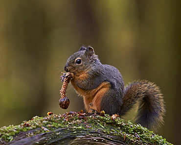 Douglas's Squirrel (Tamiasciurus hudsonicus) eating a pine cone, Olympic National Park, Washington State, United States of America, North America