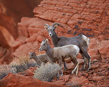 Desert Bighorn Sheep (Ovis canadensis nelsoni) ewe and two lambs, Valley of Fire State Park, Nevada, United States of America, North America