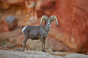 Desert Bighorn Sheep (Ovis canadensis nelsoni) ram, Valley of Fire State Park, Nevada, United States of America, North America