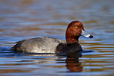 Redhead (Aythya americana) swimming, Clark County, Nevada, United States of America, North America