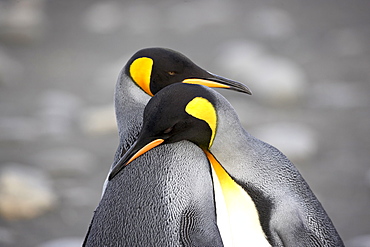 King penguin (Aptenodytes patagonica) pair pre-mating behaviour, Salisbury Plain, South Georgia, Polar Regions
