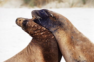 Hooker's sea lions (Neophoca hooker), Cannibal Bay, Catlins Coast, Otago, South Island, New Zealand, Pacific