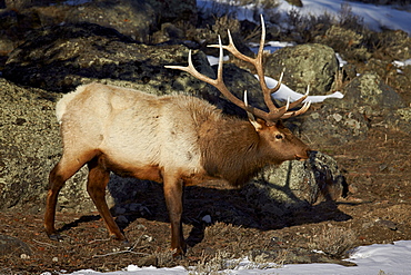 Bull elk (Cervus canadensis), Yellowstone National Park, UNESCO World Heritage Site, Wyoming, United States of America, North America