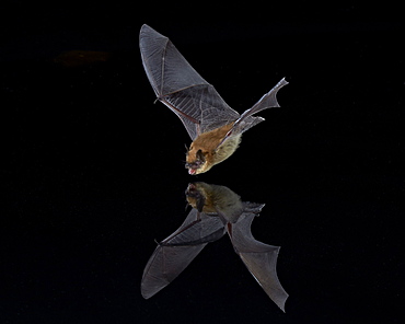 Southwestern Myotis (Myotis auriculus) in flight about to take a drink, Chiricahuas, Coronado National Forest, Arizona, United States of America, North America