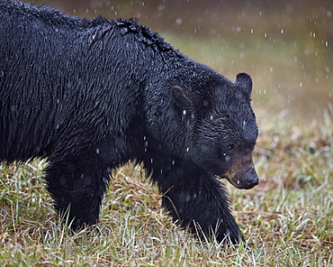 Black bear (Ursus americanus) in the snow, Yellowstone National Park, Wyoming, United States of America, North America