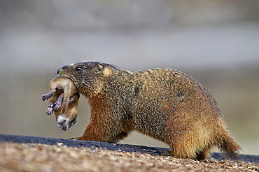 Yellow-bellied marmot (yellowbelly marmot) (Marmota flaviventris) carrying a pup, Yellowstone National Park, Wyoming, United States of America, North America