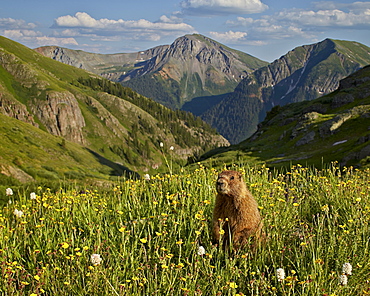 Yellow-bellied marmot (yellowbelly marmot) (Marmota flaviventris) in its Alpine environment, San Juan National Forest, Colorado, United States of America, North America
