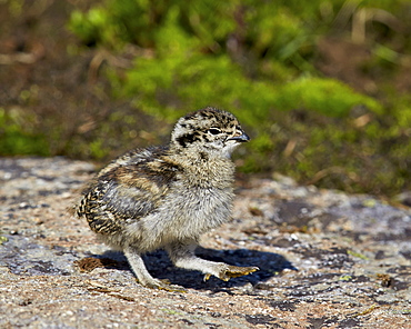 White-tailed ptarmigan (Lagopus leucurus) chick, San Juan National Forest, Colorado, United States of America, North America