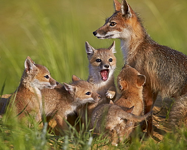 Swift fox (Vulpes velox) vixen and kits, Pawnee National Grassland, Colorado, United States of America, North America