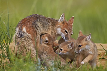Swift fox (Vulpes velox) nursing, Pawnee National Grassland, Colorado, United States of America, North America