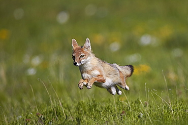 Swift fox (Vulpes velox) leaping, Pawnee National Grassland, Colorado, United States of America, North America
