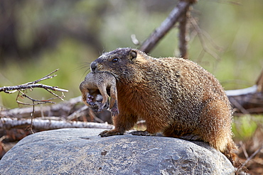 Yellow-bellied marmot (yellowbelly marmot) (Marmota flaviventris) carrying a pup, Yellowstone National Park, Wyoming, United States of America, North America