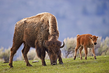 Bison (Bison bison) cow and calf in the spring, Yellowstone National Park, UNESCO World Heritage Site, Wyoming, United States of America, North America