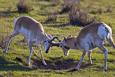 Pronghorn (Antilocapra americana) bucks sparring, Yellowstone National Park, Wyoming, United States of America, North America