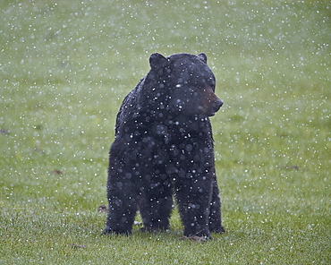 Black bear (Ursus americanus) in a spring snow storm, Yellowstone National Park, Wyoming, United States of America, North America