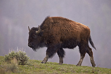 Bison (Bison bison), Yellowstone National Park, Wyoming, United States of America, North America