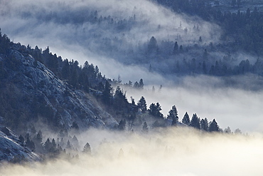 Fog among the mountains and evergreens, Yellowstone National Park, UNESCO World Heritage Site, Wyoming, United States of America, North America