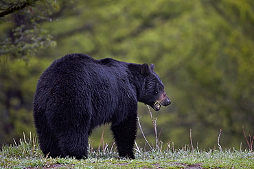 Black bear (Ursus americanus) in the spring, Yellowstone National Park, Wyoming, United States of America, North America