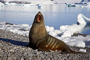 Antarctic fur seal (Arctocephalus gazella) yawning on the beach, Paulete Island, Antarctic Peninsula, Antarctica, Polar Regions