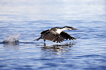 Blue-eyed shag or blue-eyed cormorant or Antarctic cormorant (Phalacrocorax atriceps) taking off from the water, Paulete Island, Antarctic Peninsula, Antarctica, Polar Regions