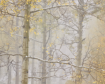 Aspens in the fall in fog, Grand Mesa National Forest, Colorado, United States of America, North America