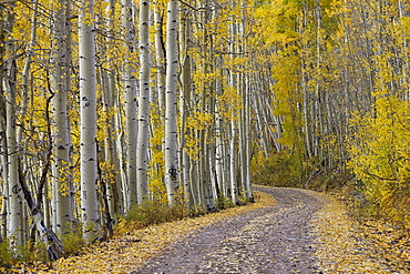 Dirt road through yellow aspen in the fall, Uncompahgre National Forest, Colorado, United States of America, North America