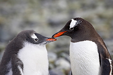 Gentoo penguin (Pygoscelis papua) adult and chick, Ronge Island, Antarctic Peninsula, Antarctica, Polar Regions