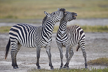 Two common zebra (Plains zebra) (Burchell's zebra) (Equus burchelli) sparring, Ngorongoro Crater, Tanzania, East Africa, Africa