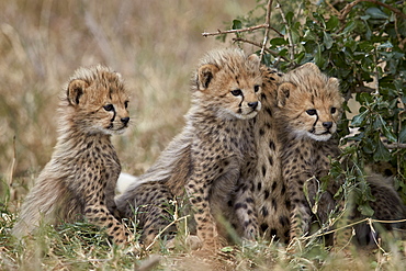 Three cheetah (Acinonyx jubatus) cubs about a month old, Serengeti National Park, Tanzania, East Africa, Africa