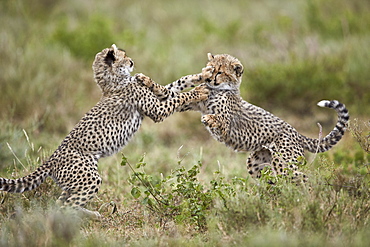 Two cheetah (Acinonyx jubatus) cubs playing, Ngorongoro Conservation Area, Serengeti, Tanzania, East Africa, Africa