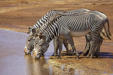 Grevy's zebra (Equus grevyi) drinking, Samburu National Reserve, Kenya, East Africa, Africa