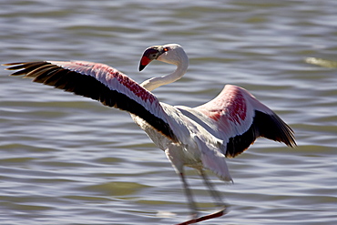 Lesser flamingo (Phoeniconaias minor) landing, Lake Nakuru National Park, Kenya, East Africa, Africa