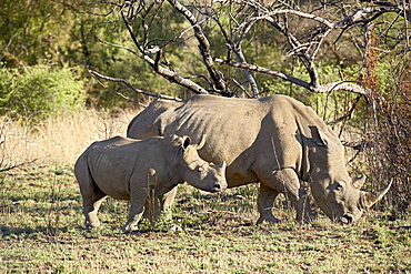 White rhinoceros (Ceratotherium simum) mother and calf, Pilanesberg National Park, South Africa, Africa