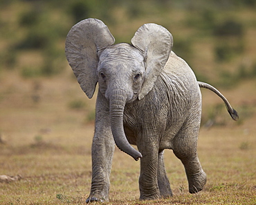 Young African elephant (Loxodonta africana), Addo Elephant National Park, South Africa, Africa