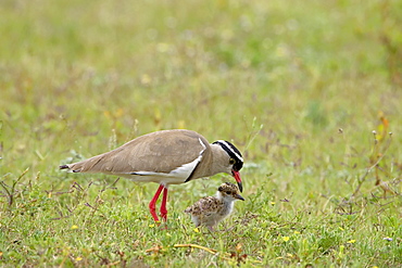 Crowned plover or crowned lapwing (Vanellus coronatus) adult teaching chick to hunt, Addo Elephant National Park, South Africa, Africa